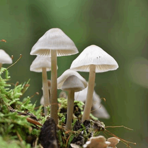 Psilocybin treatment extends cellular lifespan