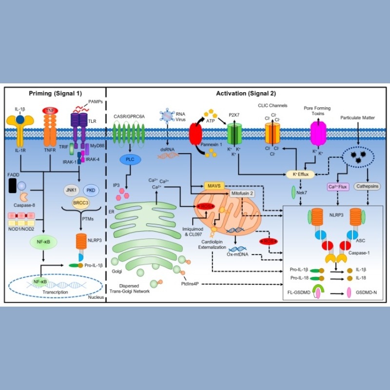NLRP3 Inflammasome