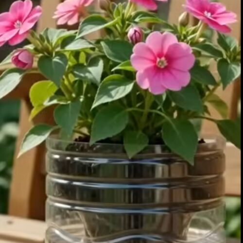 30-Second Sacred Green Plant Trick